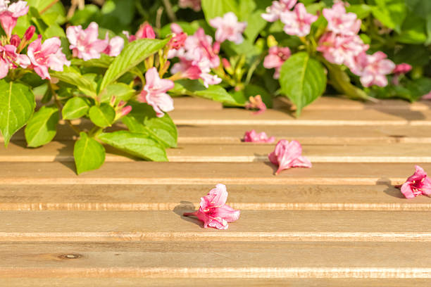 Weigel flowers on garden table closeup in spring garden in the evening sun. Selective focus