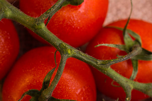 pomodoro - backgrownd foto e immagini stock