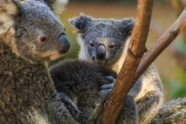 istock Baby Koala and Mum 536666020
