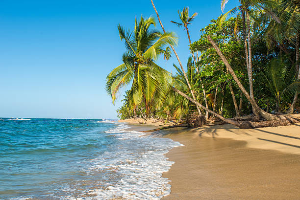istock Punta Uva beach in Costa Rica, caribbean coast 536666206