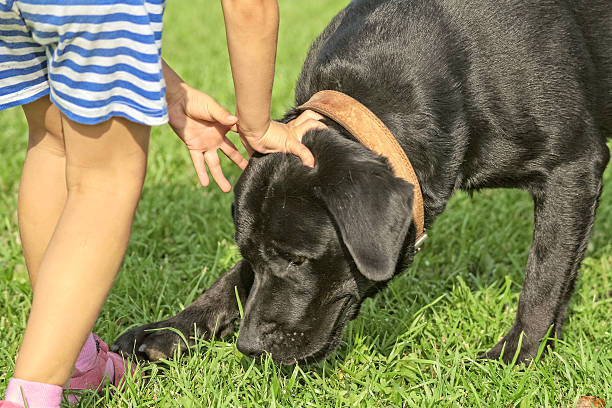 istock Black labrador- retriever playing with girl 536666360