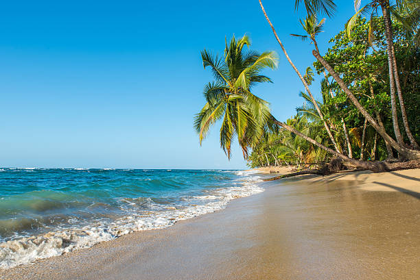 istock Punta Uva beach in Costa Rica, caribbean coast 536666566