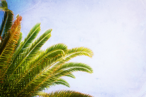 palm tree leaves in blue sky, retro toned and textured