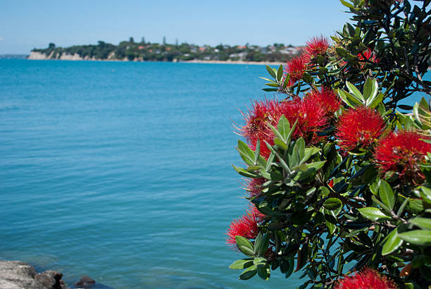 istock Pohutukawa tree in bloom with the north shore view 536667158