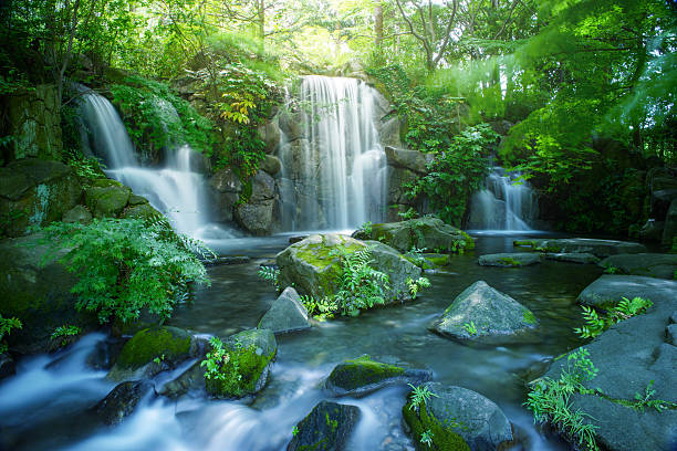 Waterfall in Tokyo Waterfall in Tokyo, Image of an ecology, Global warming measure in the city, Holiday resort in Tokyo fern photos stock pictures, royalty-free photos & images