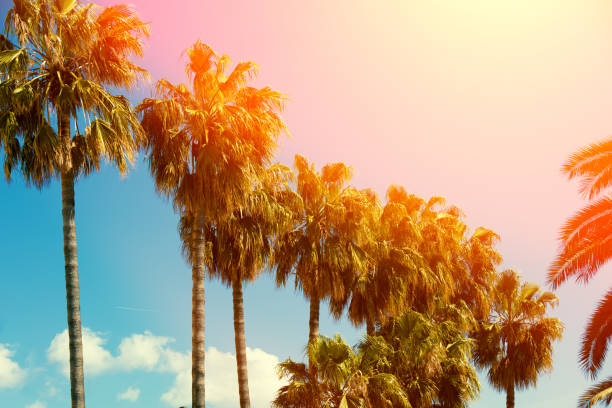 istock row off tropic palm trees against sunset sky 536668280