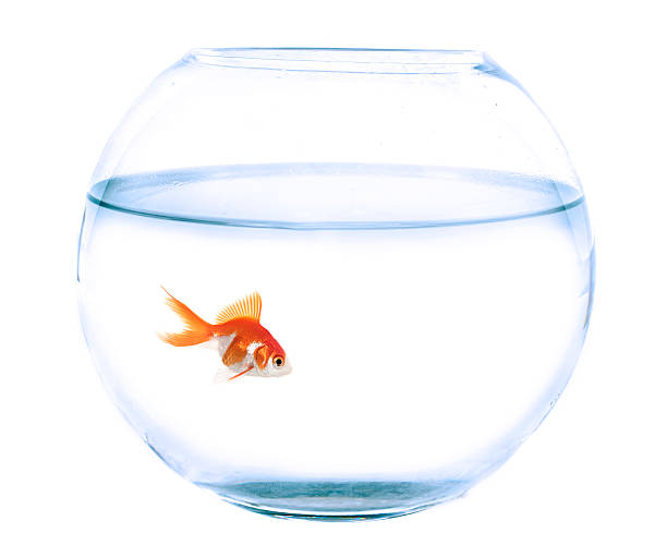 istock fishbowl and goldfish in studio 536668670