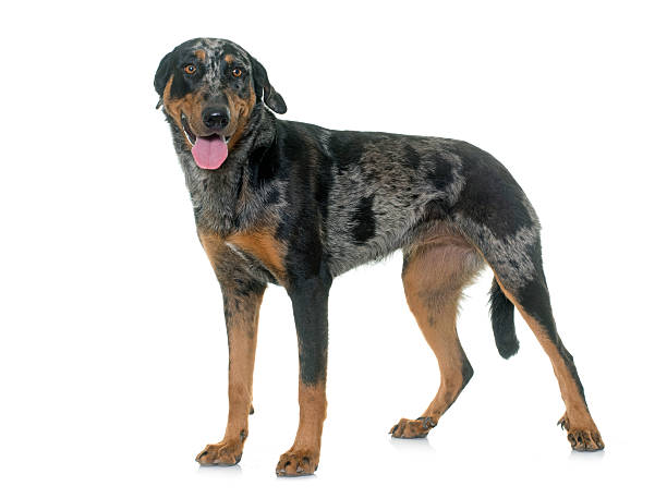 istock female harlequin beauceron 536669436