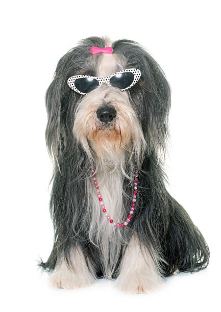 istock female bearded collie and sunglasses 536669626