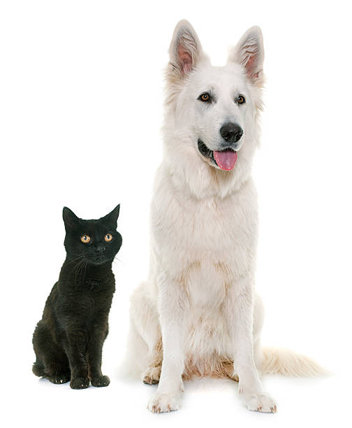 istock White Swiss Shepherd Dog and black cat 536669958