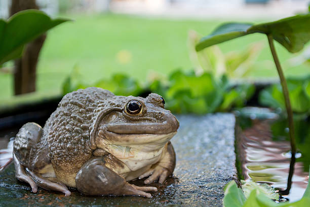 istock Bullfrogs sits on a stone in nature 536670262