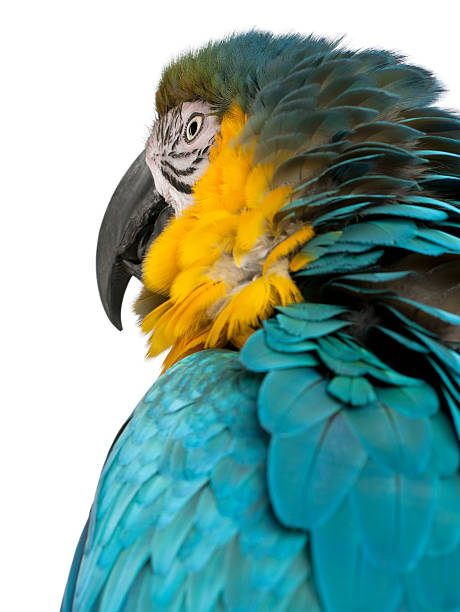 istock Close up of Blue and Yellow Macaw, Ara Ararauna, 536670318
