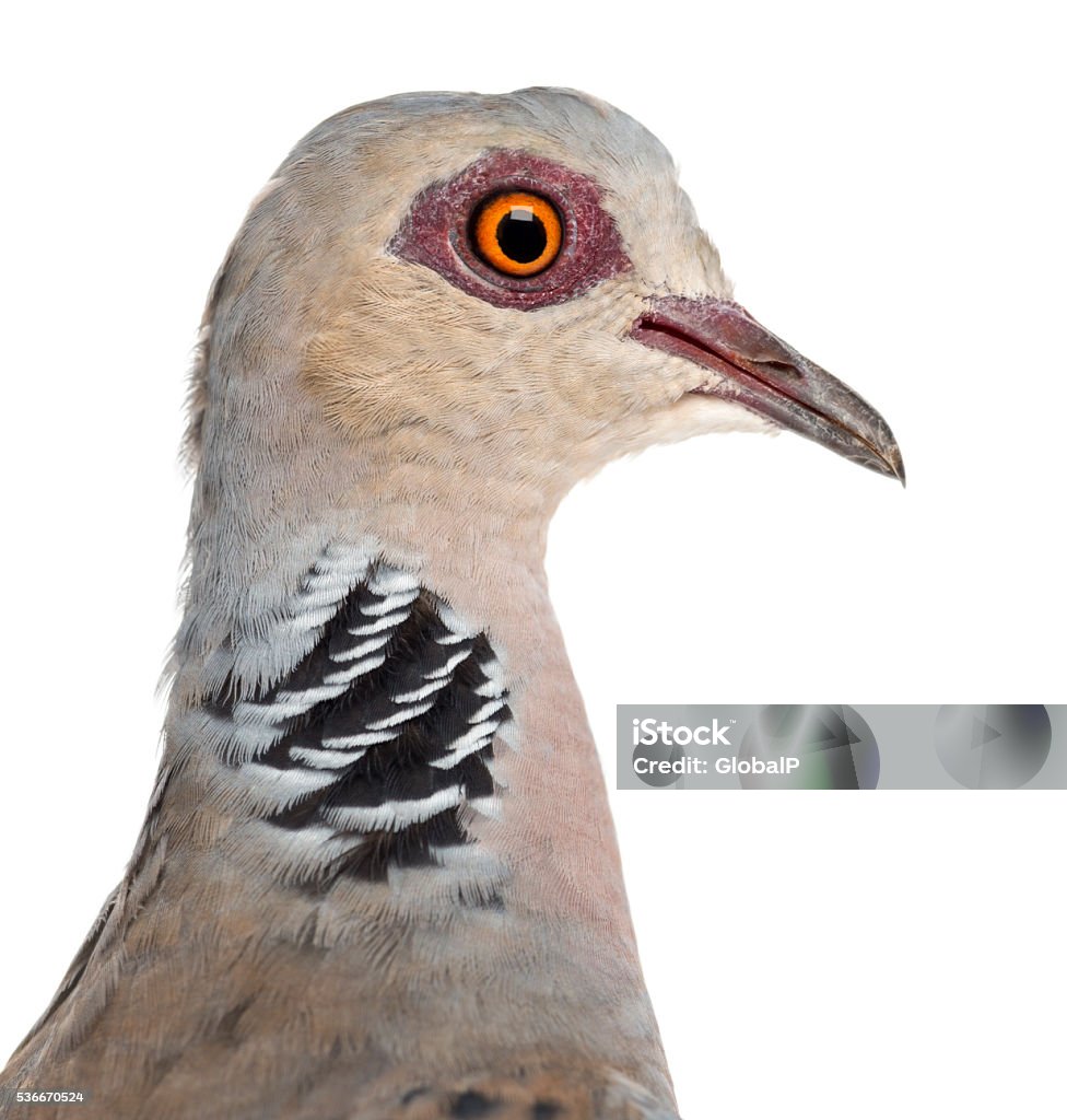 Chim Bồ Câu Rùa Châu Âu Còn Được Gọi Là Chim Bồ Câu Rùa Hình ảnh ...