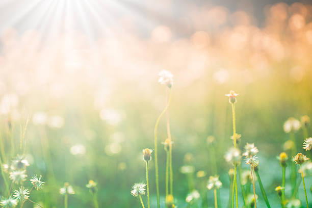 blur Natural flower outdoors bokeh background in green and yellow tones with sun raysNatural outdoors bokeh background in green and yellow tones