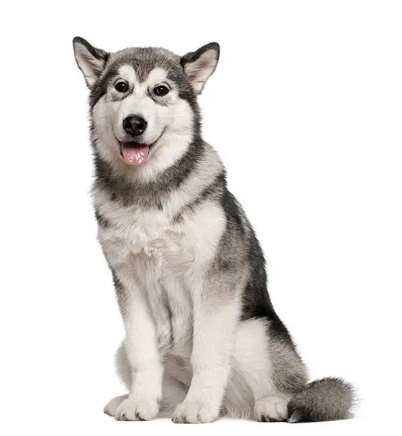 Alaskan Malamute, 4 months old, sitting in front of white background