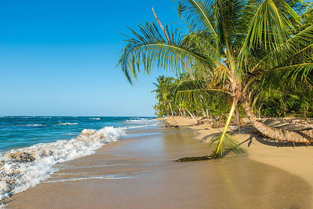 istock Punta Uva beach in Costa Rica, caribbean coast 536671362