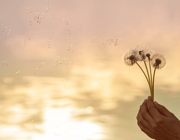 istock dandelion seeds flying in the hands 536671740