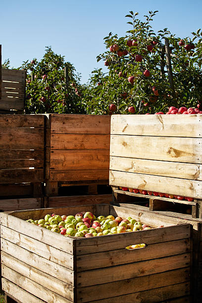istock boxes of apples in orchard 536671914
