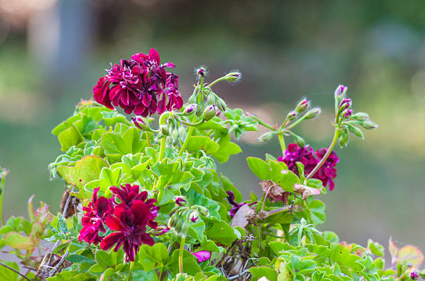 istock Closeup of geranium in a garden 536671944