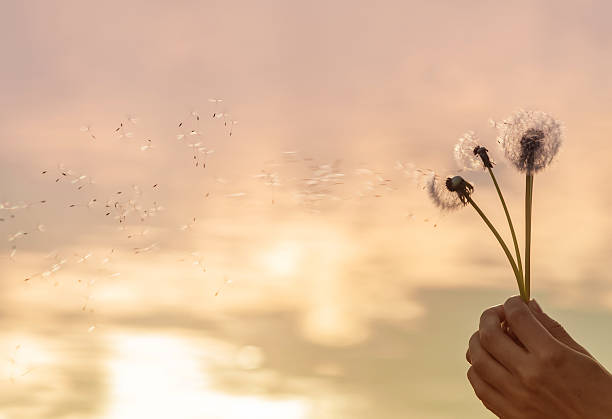 istock wind blows away dandelion seeds 536672228