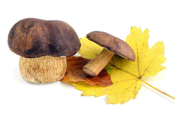 istock Mushroom bay bolete on white isolated background. 536672240