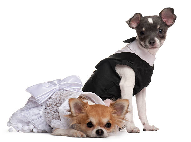 Two Chihuahuas dressed-up in front of white background Two Chihuahuas dressed-up in front of white background dog tuxedo stock pictures, royalty-free photos & images