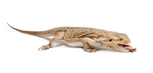 istock Central Bearded Dragon, Pogona vitticeps, eating a cricket 536672454