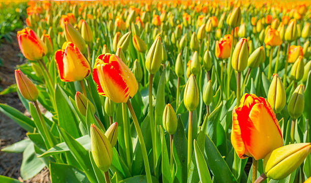 istock Tulips in a field in spring 536672812