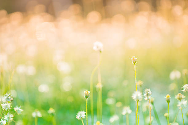 istock Natural outdoors bokeh background in green and yellow tones 536674042