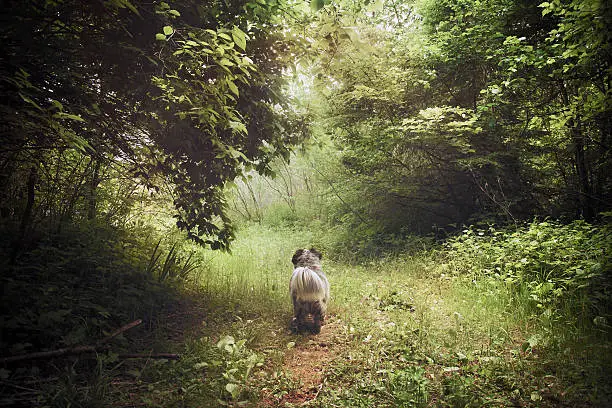 a small dog looks far along a pathway in the forest, the scenery is a dreamlike and magical scenery.