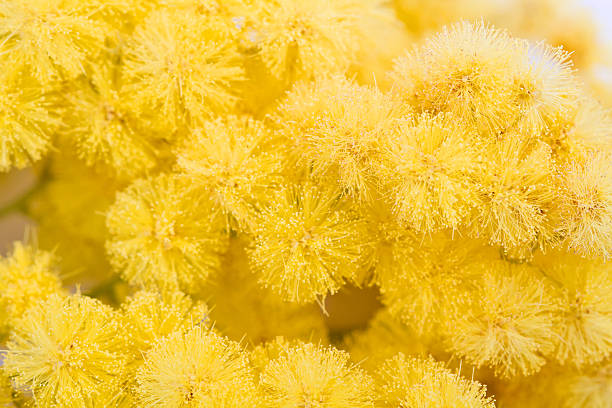 istock mimosa, Women's Day 536676358