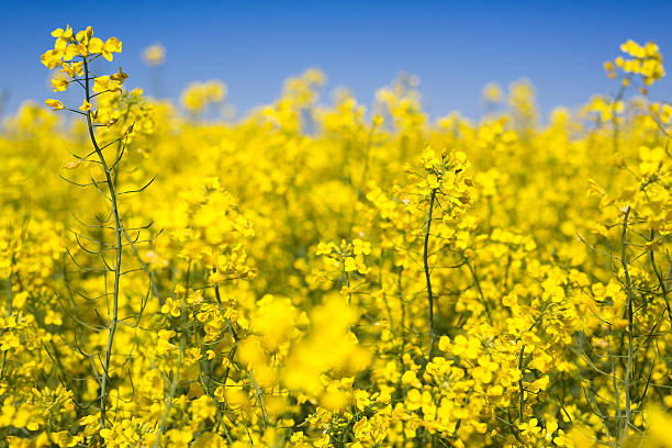 istock Close up of oilseed rape canola with blue sky 536676516