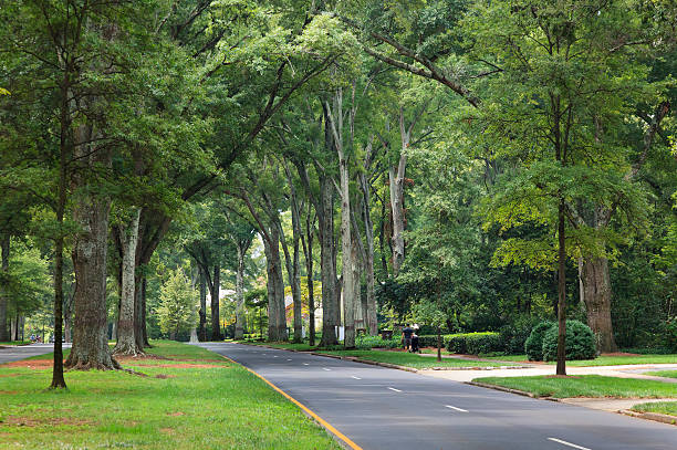 Queens Road West in Charlotte, North Carolina Pretty oak tree lined street in Myers Park area paula jean myers stock pictures, royalty-free photos & images