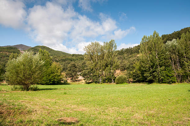 istock Hay meadows and poplar groves 536677682