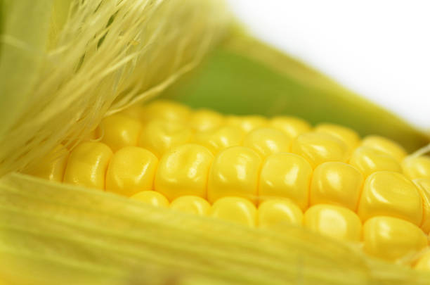 Detail shot of fresh corn on cob closeup