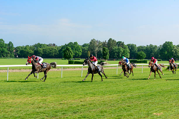 head of a racehorse in a speed competition at an equestrian event