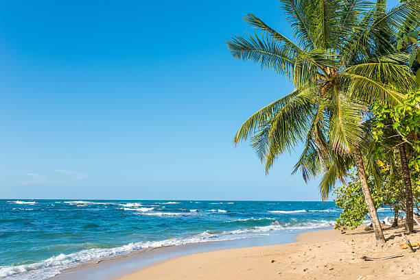 istock Punta Uva beach in Costa Rica, caribbean coast 536680342