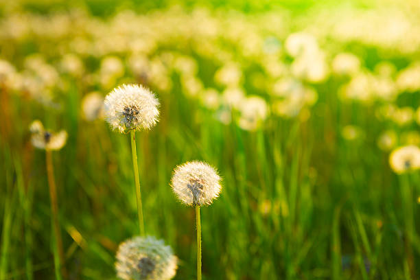 istock Meadow Of Dandelions to Make Dandelion Wine. 536680954