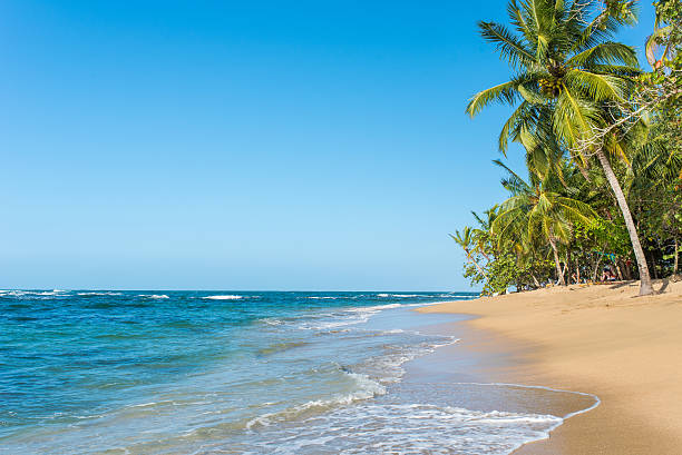 istock Punta Uva beach in Costa Rica, caribbean coast 536680970