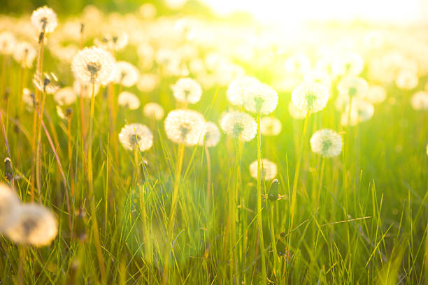 istock Green summer meadow with dandelions at sunset. Nature background 536681232