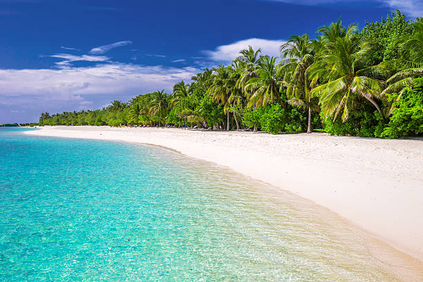 Tropical island with sandy beach and palm trees stock photo