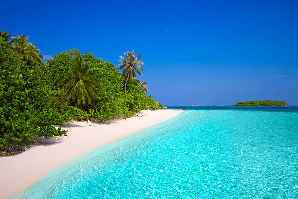 Tropical island with sandy beach and palm trees stock photo