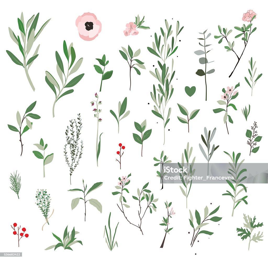 Botanical illustration plants. Set sprigs of green plants. Plants can use flyers, patterns, postcards, invitations. Olive Tree stock vector