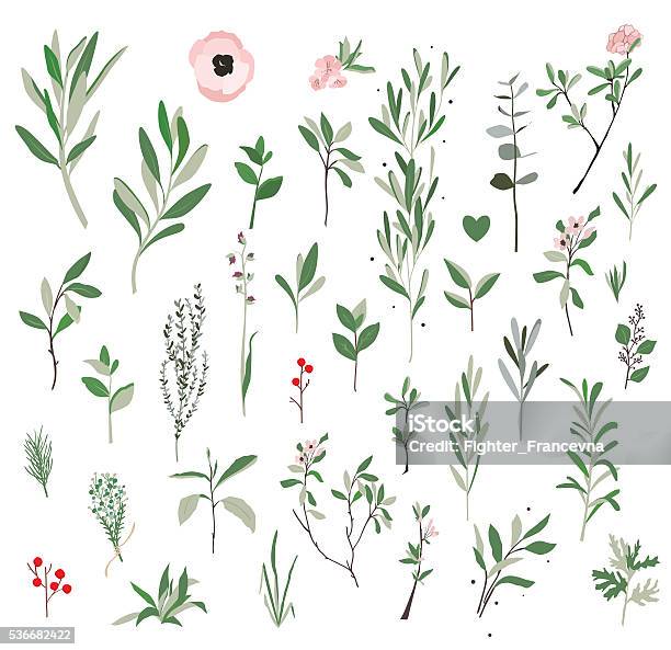 Botanical Illustration Plants Stock Illustration - Download Image Now - Olive Tree, Flower, Twig