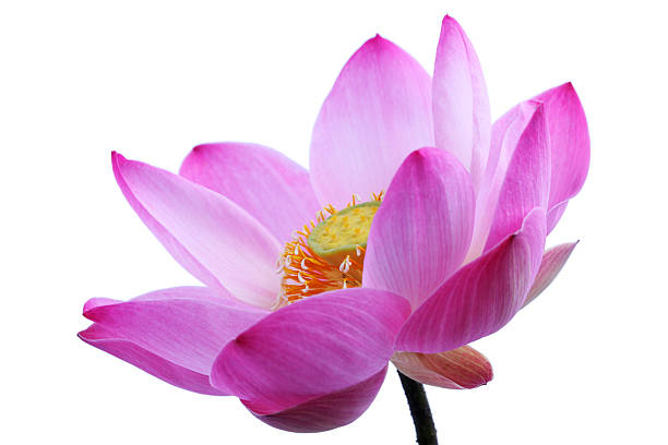 istock lotus flower isolated on white background. 536682427