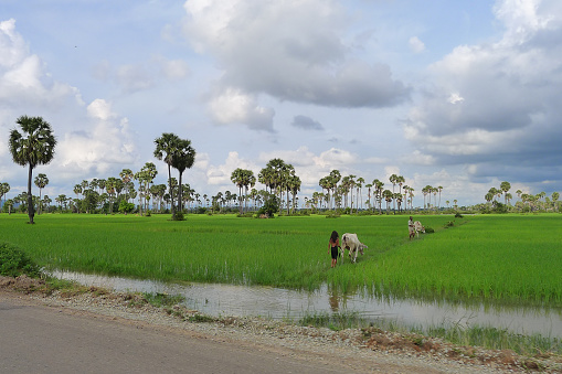 Siem Reap, Cambodia - September 12, 2012: Cambodians working in the rice field near Siem Reap.