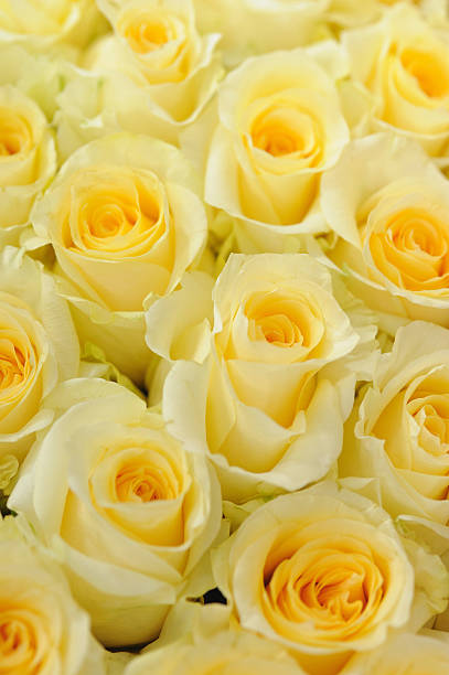 soft amarillo rosas - foto de stock