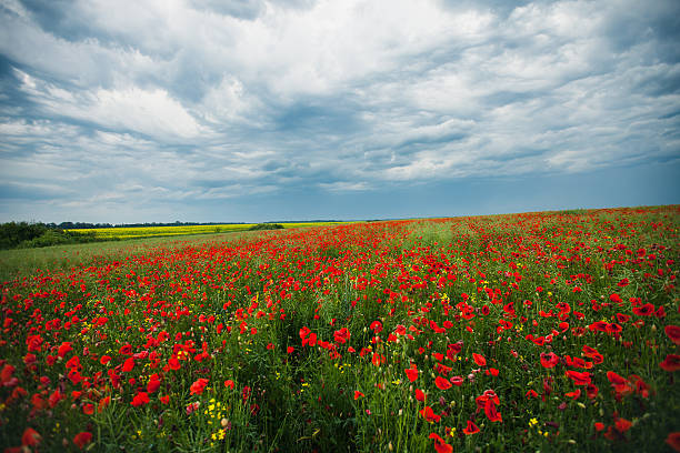 istock poppy field landscape with stormy sky 536683237