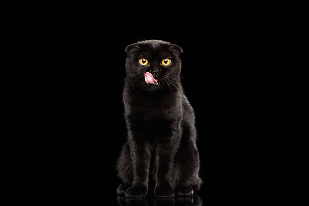 istock Scottish Fold Cat with Yellow eyes Sitting, Licked, Black Isolated 536683640
