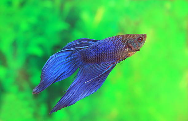 istock Male of Betta splendens 536683769